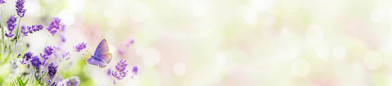 Untitled Header Image