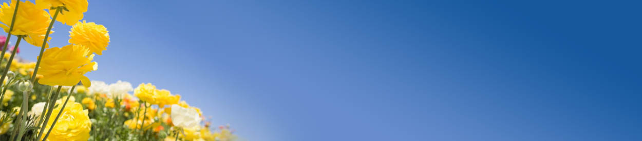 Untitled Header Image